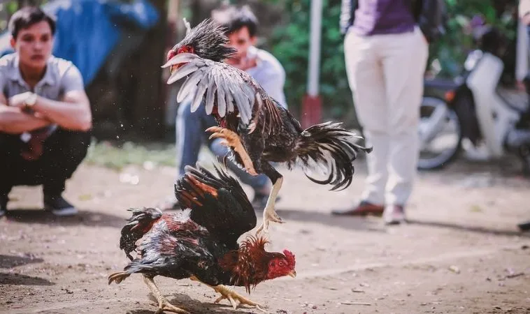 đá gà GA28 tại 98WIN