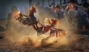 đá gà WS168 tại 98WIN